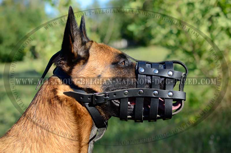 malinois muzzle belgian dog leather muzzles training breed padded stylish date marvelous