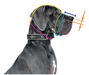 How to
measure your Belgian Malinois dog