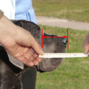 This is how to measure your Malinois's muzzle length