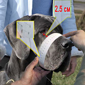 Lear how to measure your Malinois muzzle circumference