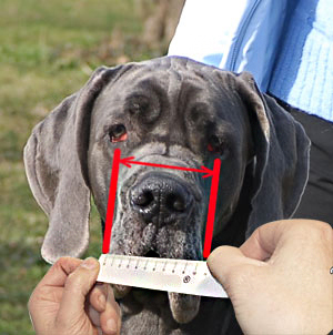 Measure muzzle width of your Belgian Malinois