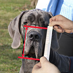 How to measure your Malinois dog muzzle height