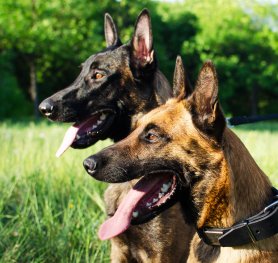 Belgian Malinois Breed Characteristics