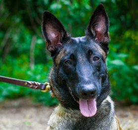 Belgian Malinois and History of the Breed